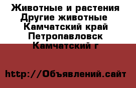 Животные и растения Другие животные. Камчатский край,Петропавловск-Камчатский г.